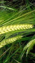 Wheat,Plants till Samsung Galaxy Tab 3