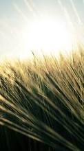 Wheat,Plants till Samsung Galaxy S Advance