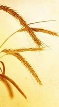 Wheat,Plants till Samsung Wave 723