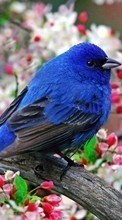 Animals, Flowers, Birds till Samsung Galaxy Pocket Neo