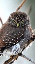Birds,Owl,Animals till Samsung Star 2 DUOS C6712