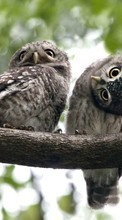 Birds,Owl,Animals till Apple iPhone SE