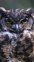 Ladda ner Animals, Birds, Owl bilden 1280x800 till mobilen.