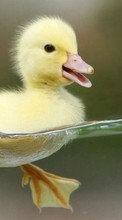 Birds,Ducks,Animals till Samsung Galaxy J5