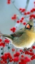 Birds, Animals till Sony Ericsson Xperia mini pro