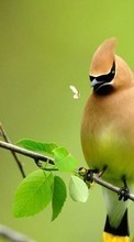 Birds,Animals till Samsung Galaxy Tab 2