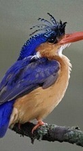 Animals, Birds till Nokia Asha 501