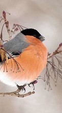 Birds,Animals till Samsung S5233