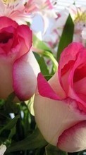 Ladda ner Plants, Flowers, Roses, Postcards, March 8, International Women's Day (IWD) bilden 128x160 till mobilen.