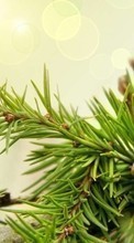 Plants, Cones, Pine till Samsung Galaxy S4 mini