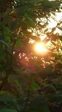 Ladda ner Plants, Sunset, Sun bilden 320x240 till mobilen.