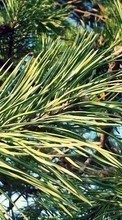 Plants,Pine