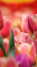 Ladda ner Plants, Tulips bilden till mobilen.