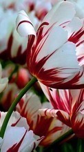 Plants,Tulips till Asus Zenfone 4