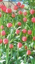 Ladda ner Plants, Tulips bilden 240x320 till mobilen.