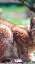 Bobcats,Animals till Sony Xperia C3