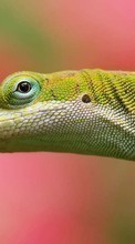 Lizards,Animals till Sony Ericsson Xperia ray