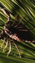 Ladda ner Animals, Scorpions bilden 1280x800 till mobilen.
