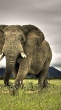 Ladda ner Elephants,Animals bilden till mobilen.