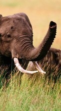 Ladda ner Animals, Elephants bilden 240x400 till mobilen.