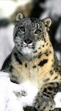 Ladda ner Snow, Snow leopard, Animals bilden till mobilen.