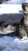 Ladda ner Snow, Snow leopard, Animals, Winter bilden till mobilen.