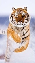 Ladda ner Snow, Tigers, Animals bilden till mobilen.