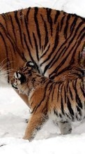 Snow, Tigers, Animals