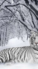 Ladda ner Snow, Tigers, Animals, Winter bilden 1024x768 till mobilen.
