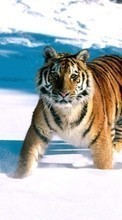 Ladda ner Animals, Winter, Tigers, Snow bilden 320x240 till mobilen.