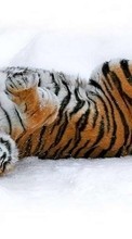 Ladda ner Animals, Winter, Tigers, Snow bilden 1024x600 till mobilen.