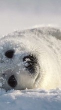 Ladda ner Animals, Snow, Seals bilden 320x480 till mobilen.