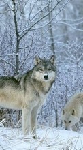 Ladda ner Animals, Wolfs, Winter, Snow bilden 128x160 till mobilen.