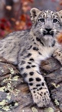 Ladda ner Animals, Snow leopard bilden 800x480 till mobilen.