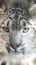 Ladda ner Animals, Snow leopard bilden till mobilen.