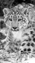 Ladda ner Animals, Snow leopard bilden 1080x1920 till mobilen.