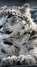 Ladda ner Snow leopard, Animals bilden till mobilen.
