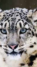 Ladda ner Snow leopard, Animals bilden till mobilen.