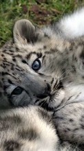 Ladda ner Animals, Snow leopard bilden till mobilen.