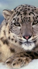 Ladda ner Snow leopard,Animals bilden till mobilen.