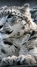 Snow leopard,Animals till Sony Ericsson Xperia X10 mini