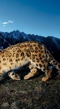 Ladda ner Snow leopard,Animals bilden till mobilen.