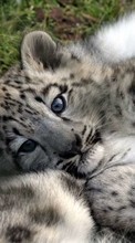 Ladda ner Animals, Snow leopard bilden 1024x600 till mobilen.