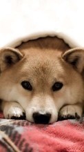 Dogs, Animals till HTC Desire 816