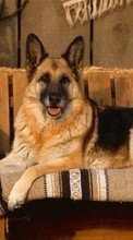 Dogs, Animals till Lenovo Sisley S90