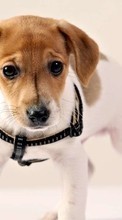 Dogs, Animals till Lenovo Sisley S90