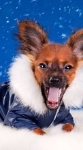 Dogs, Animals till HTC Desire 700