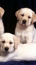 Dogs,Animals till Xiaomi Mi 11