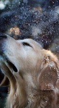 Dogs,Animals till Samsung Galaxy Star 2