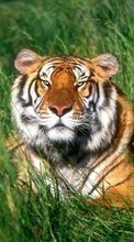 Ladda ner Animals, Grass, Tigers bilden 320x480 till mobilen.